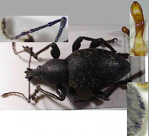 Otiorhynchus hungaricus